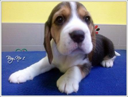 oglasi, BEAGLE / BIGL TENCI